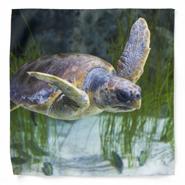 Beautiful Sea Turtle Swimming Bandana (Front)