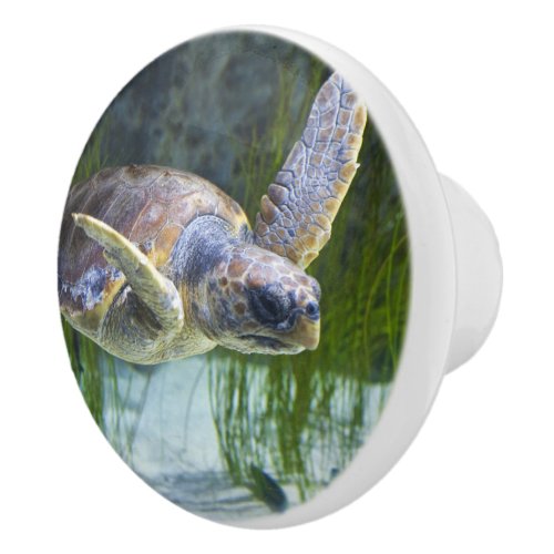 Beautiful Sea Turtle Swimming Ceramic Knob