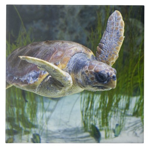Beautiful Sea Turtle Swimming Ceramic Tile