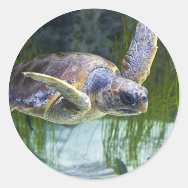 Beautiful Sea Turtle Swimming Classic Round Sticker (Front)