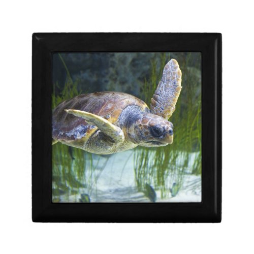Beautiful Sea Turtle Swimming Gift Box