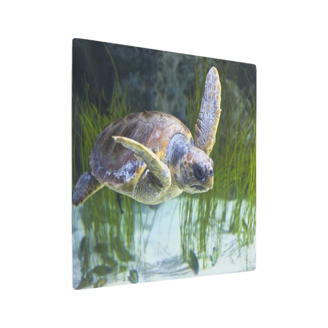 Beautiful Sea Turtle Swimming Metal Print (Angled)