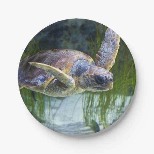 Beautiful Sea Turtle Swimming Paper Plates
