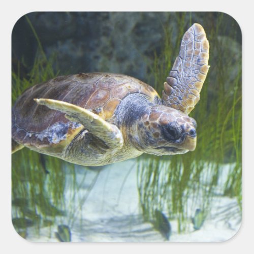 Beautiful Sea Turtle Swimming Square Sticker
