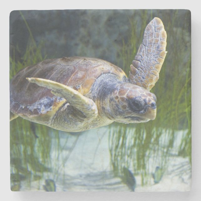 Beautiful Sea Turtle Swimming Stone Coaster