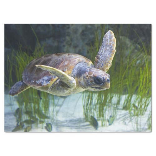 Beautiful Sea Turtle Swimming Tissue Paper