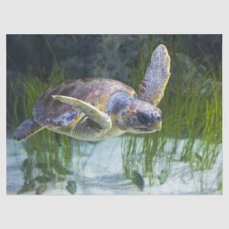 Beautiful Sea Turtle Swimming Tissue Paper