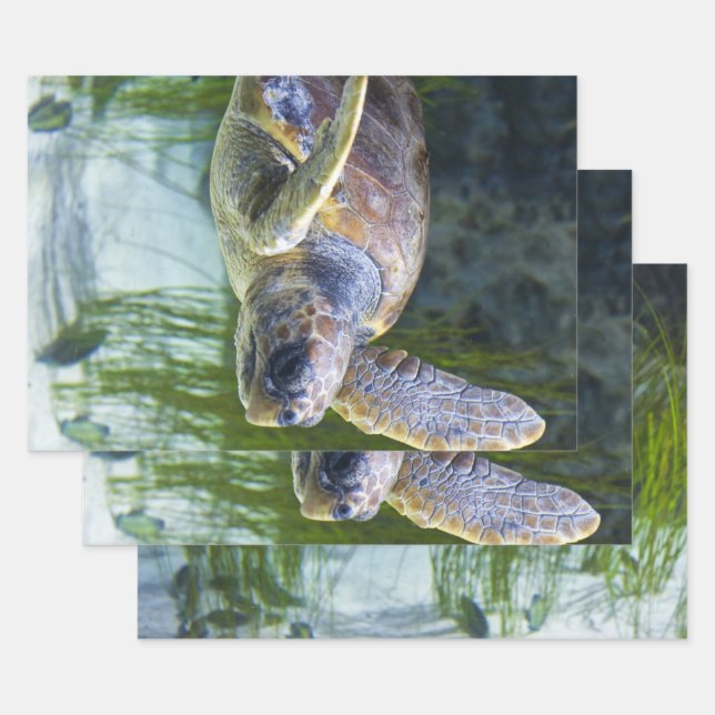 Beautiful Sea Turtle Swimming Wrapping Paper Sheets (Set)