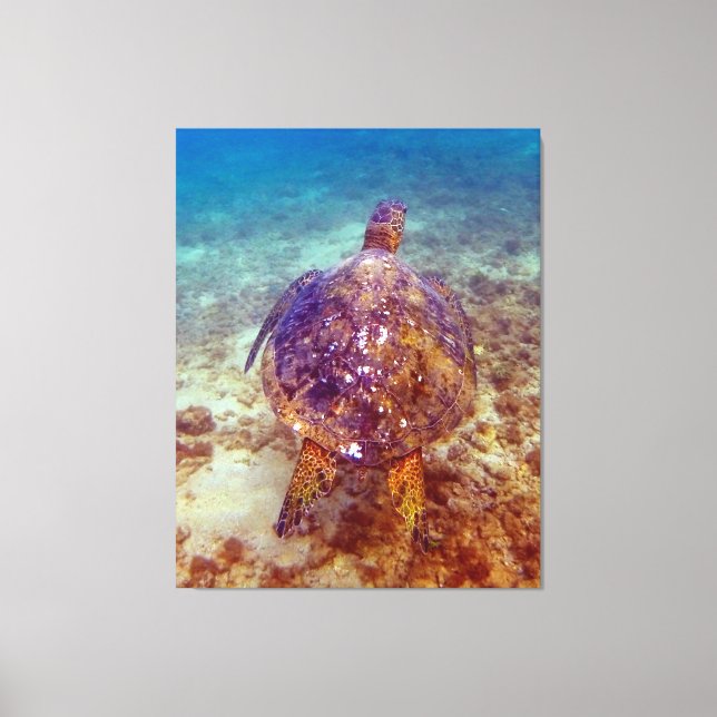 Beautiful sea Turtles Canvas Print (Front)