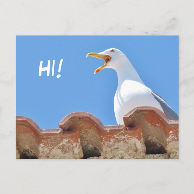 Beautiful Seagull - Hello Postcard (Front)
