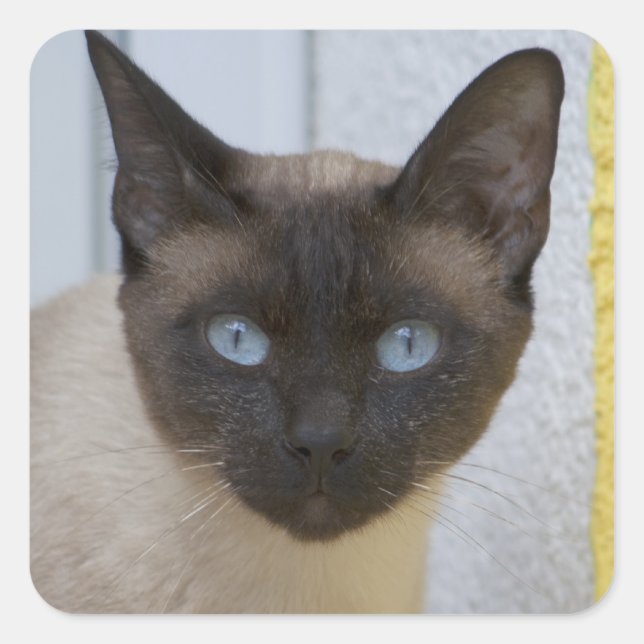Beautiful Seal Point Siamese Cat (Front)