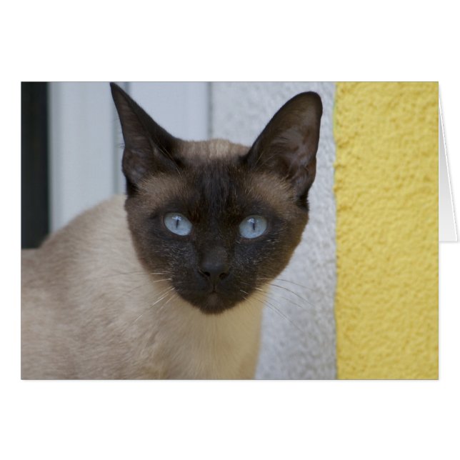 Beautiful Seal Point Siamese Cat Cards (Front Horizontal)
