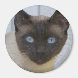 Beautiful Seal Point Siamese Cat Magnet