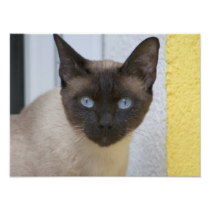 Beautiful Seal Point Siamese Cat Photo Print