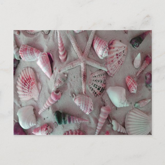 Beautiful Seashells Postcard (Front)