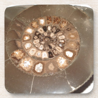 Beautiful sectioned Dactylioceras ammnite fossil Drink Coaster