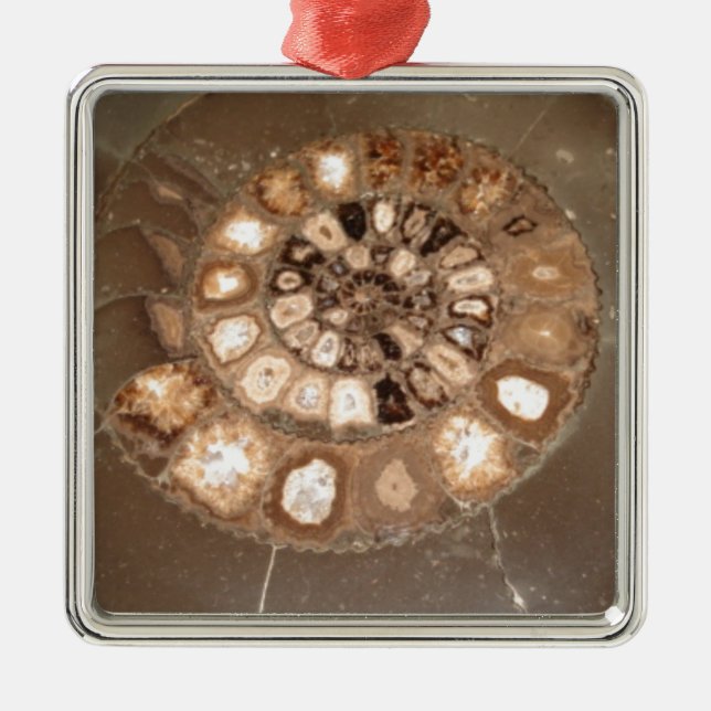Beautiful sectioned Dactylioceras ammnite fossil Metal Ornament (Front)
