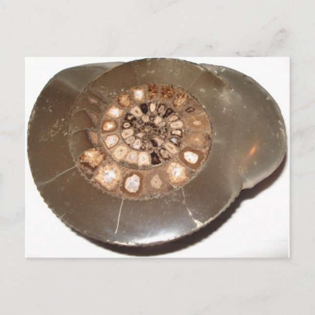 Beautiful sectioned Dactylioceras ammnite fossil Postcard (Front)