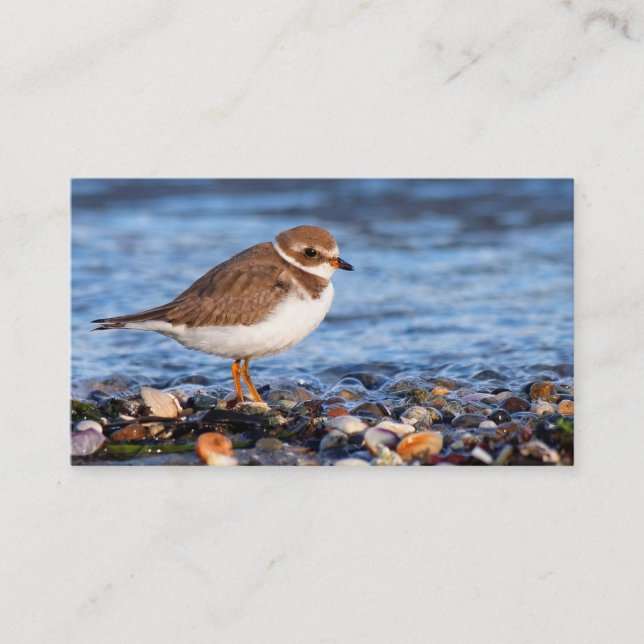 Beautiful Semipalmated Plover at the Beach Business Card (Front)