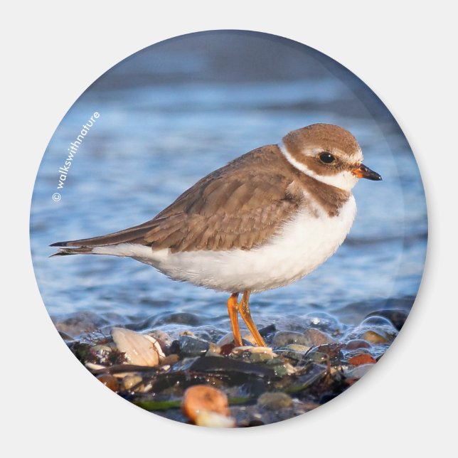 Beautiful Semipalmated Plover at the Beach Magnet (Front)