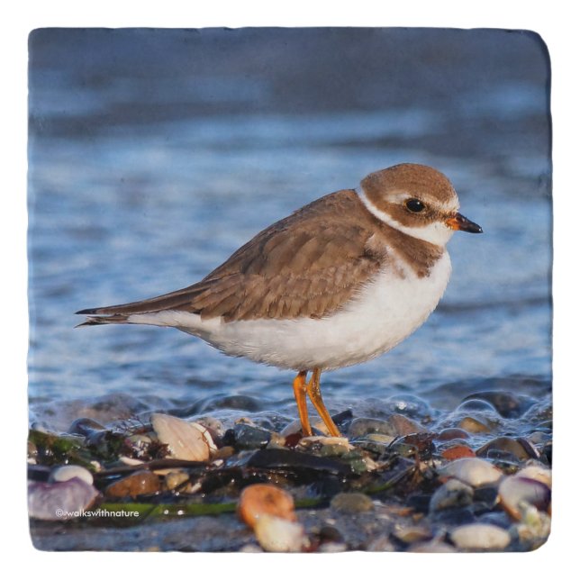 Beautiful Semipalmated Plover at the Beach Trivet (Front)
