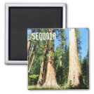 Beautiful Sequoia Magnet! Magnet
