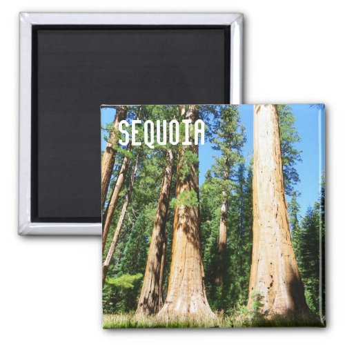 Beautiful Sequoia Magnet Magnet