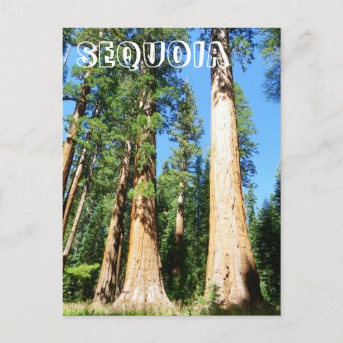 Beautiful Sequoia Postcard Postcard