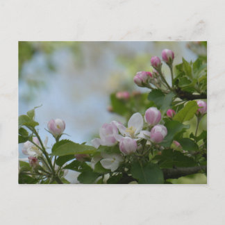 Beautiful Serene Blossoms DIY Postcard