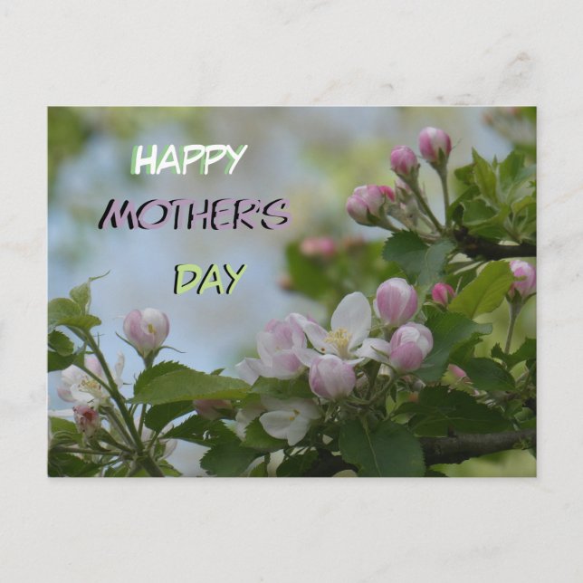 Beautiful Serene Blossoms Mother's Day Postcard (Front)