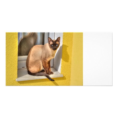 Beautiful Siamese Cat Card