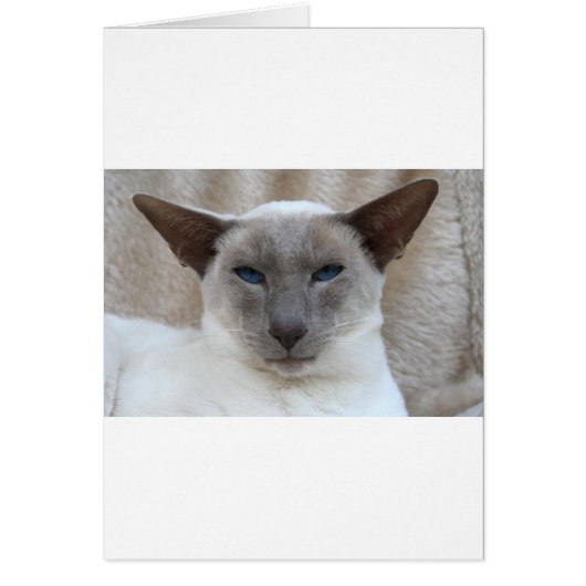 Beautiful Siamese Cat Cards (Front)