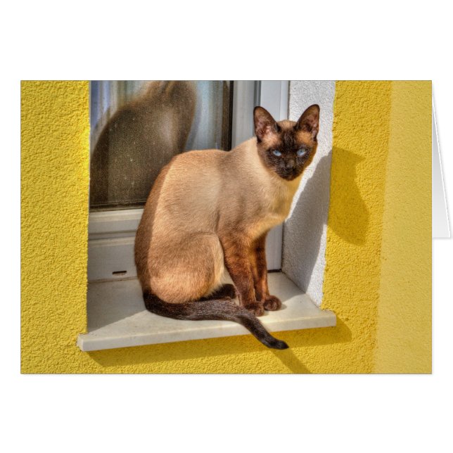 Beautiful Siamese Cat Cards (Front Horizontal)