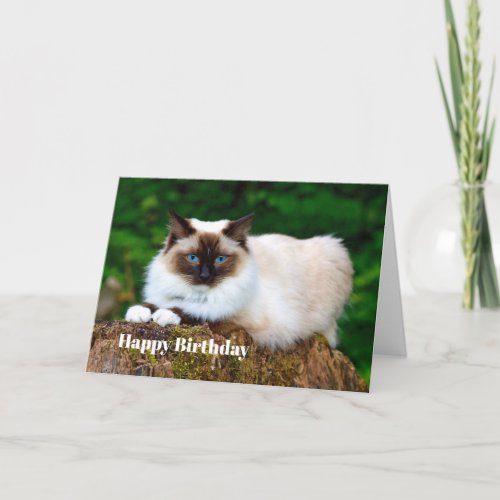 Beautiful Siamese Cat Photo Birthday Card