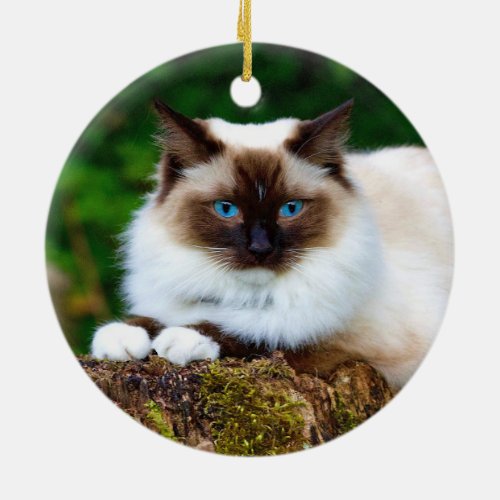 Beautiful Siamese Cat Photo Ceramic Ornament