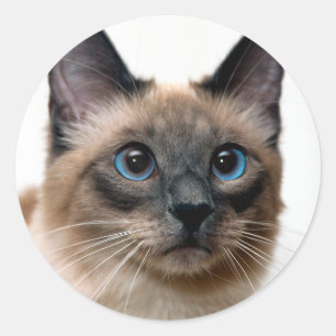 Beautiful Siamese Cat Photo Classic Round Sticker