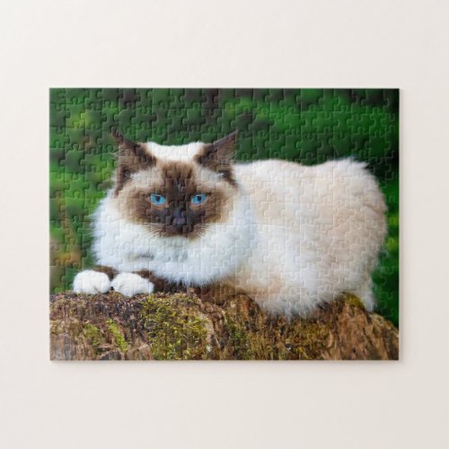 Beautiful Siamese Cat Photo Jigsaw Puzzle