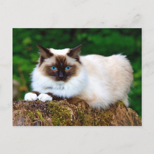 Beautiful Siamese Cat Photo Postcard