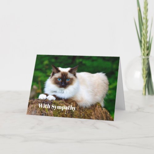 Beautiful Siamese Cat Photo Sympathy Card