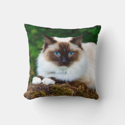 Beautiful Siamese Cat Photo Throw Pillow