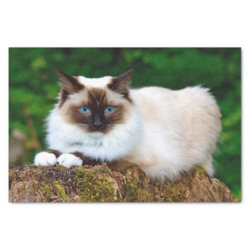 Beautiful Siamese Cat Photo Tissue Paper