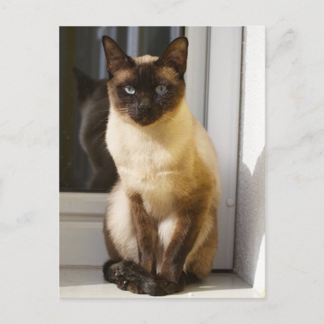 Beautiful Siamese Cat Postcard (Front)