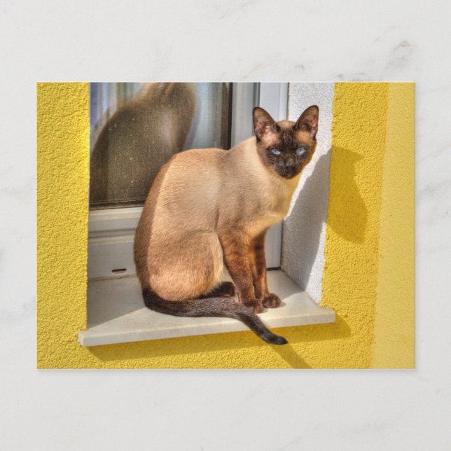 Beautiful Siamese Cat Postcard (Front)