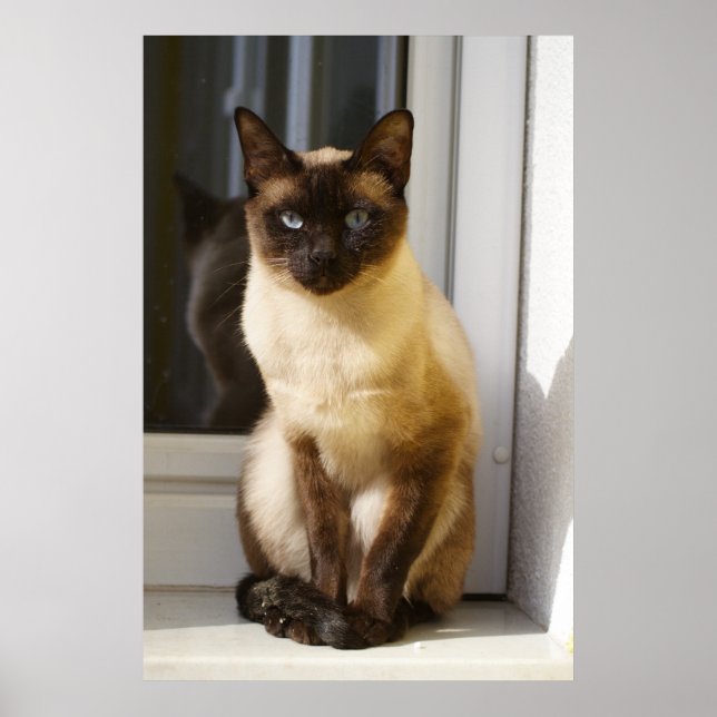 Beautiful Siamese Cat Poster (Front)
