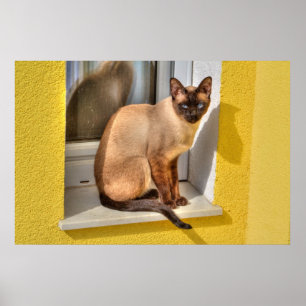Beautiful Siamese Cat Poster