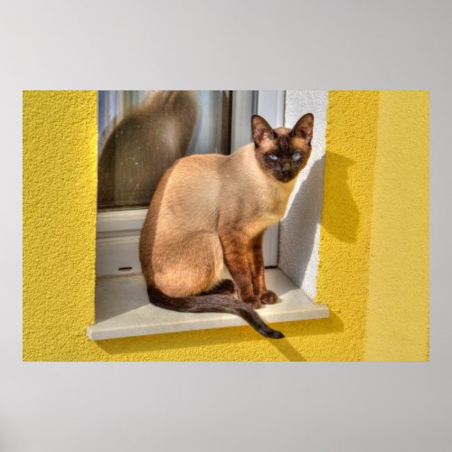 Beautiful Siamese Cat Poster