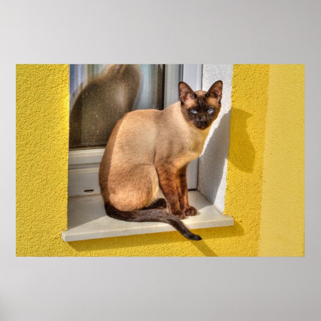 Beautiful Siamese Cat Poster (Front)