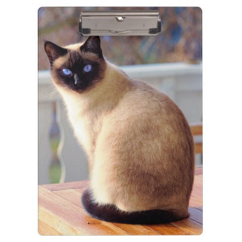 Beautiful Siamese Cat with Blue Eyes Clipboard