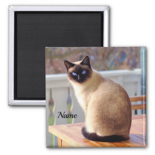 Beautiful Siamese Cat with Blue Eyes Magnet