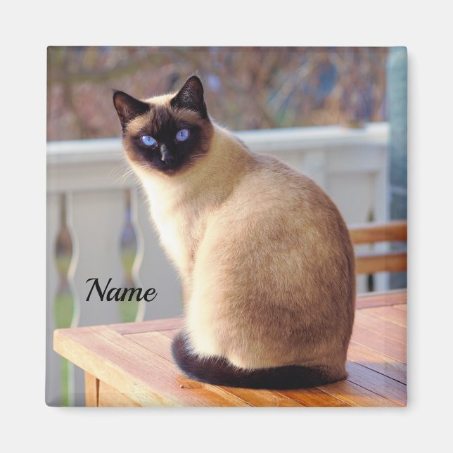 Beautiful Siamese Cat with Blue Eyes Magnet (Front)